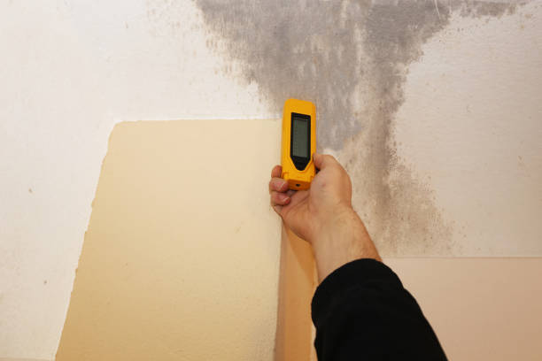 Best Mold Documentation for Insurance Claims  in West Lealman, FL