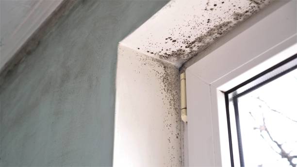 Best Environmental Consulting for Mold Prevention  in West Lealman, FL