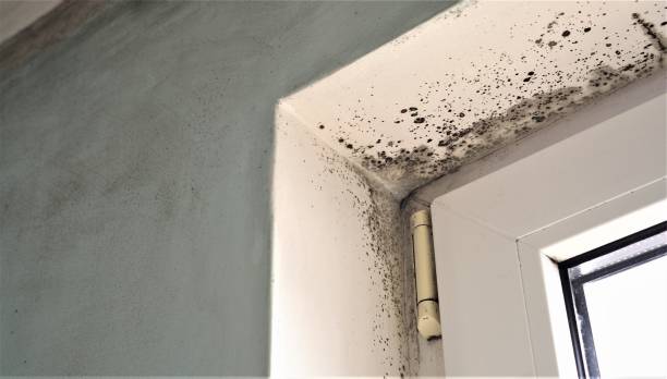 Best Crawl Space Mold Remediation  in West Lealman, FL
