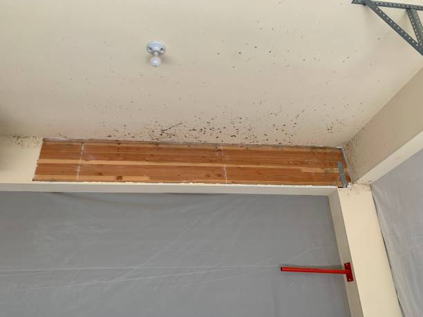  West Lealman, FL Mold Removal Pros