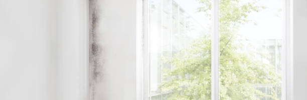 Best Attic Mold Removal  in West Lealman, FL