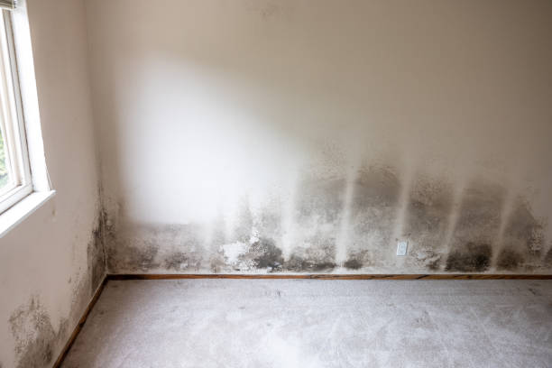 Best Water Damage & Mold Remediation  in West Lealman, FL