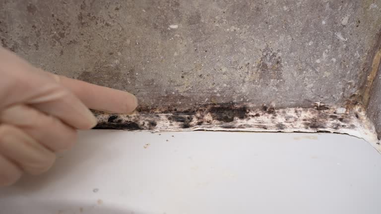 Best Mold Odor Removal Services  in West Lealman, FL